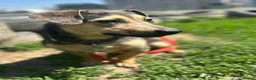 Mixed Breed dogs for adoption: 💙 VOLT: LOOKS AT PEOPLE LIKE THEY MEAN EVERYTHING in Burton-on-Trent - Advert 5