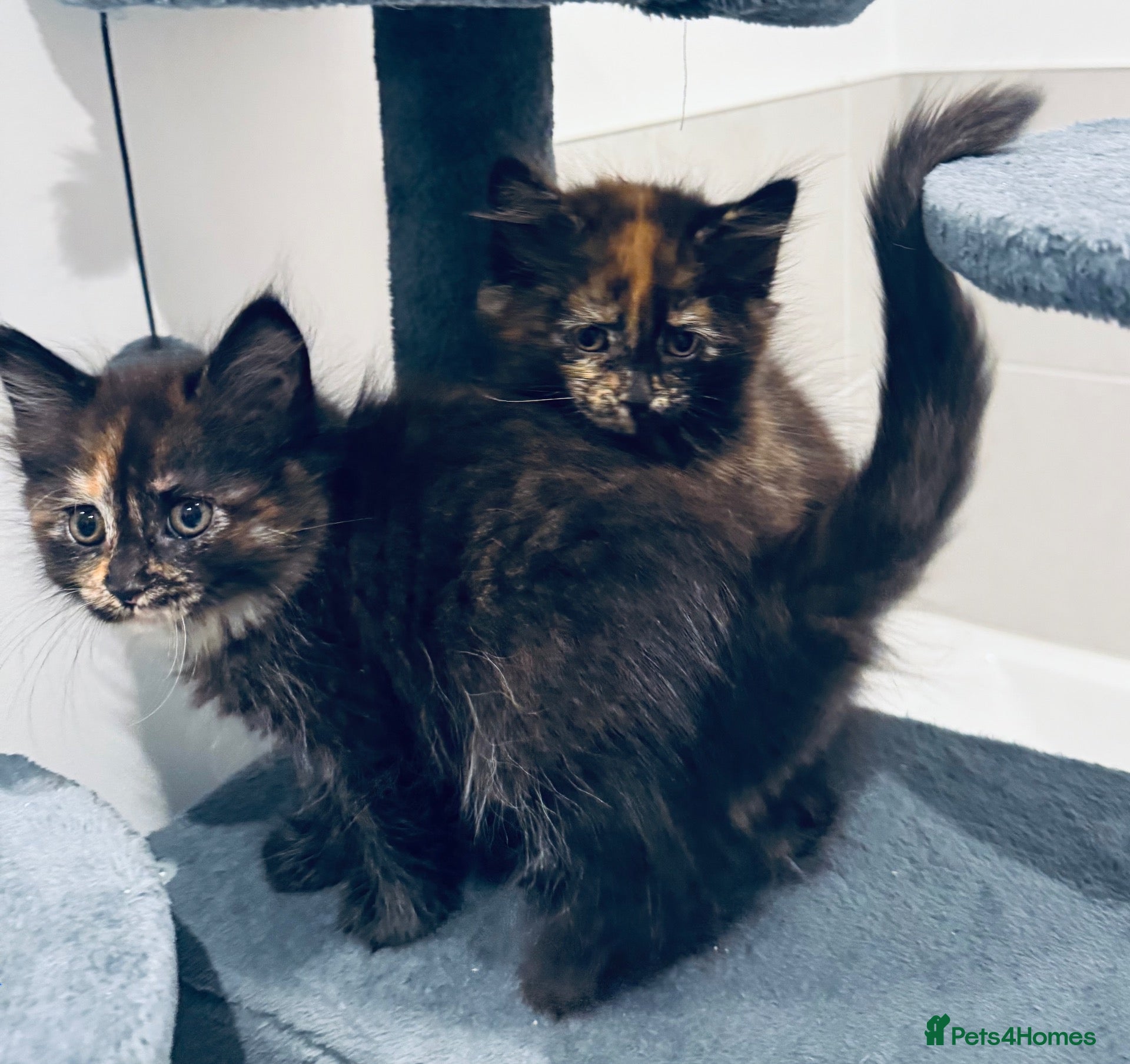 Maine Coon cats Absolutely gorgeous Maine Coon cross Kittens - Advert 1