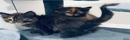 Maine Coon cats for sale: Absolutely gorgeous Maine Coon cross Kittens - Advert 4