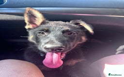 German Shepherd dogs for sale: Carp! - Image 2