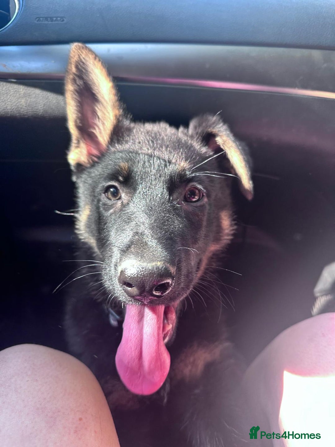 German Shepherd dogs for sale: Carp! - Image 2