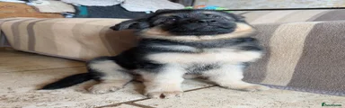 German Shepherd 4