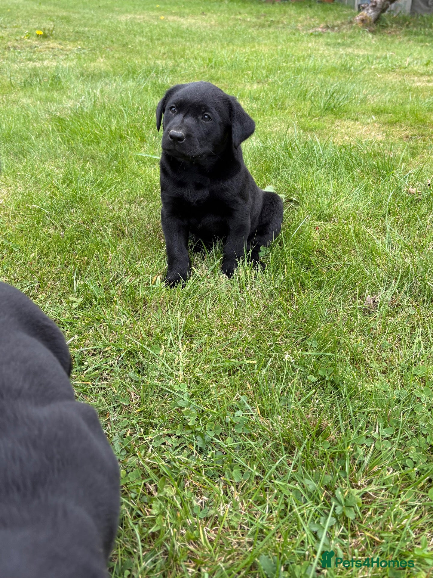 Labrador Retriever dogs Handsome Labrador dogs available  - Advert 2