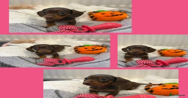 Miniature Dachshund dogs - Advert 4