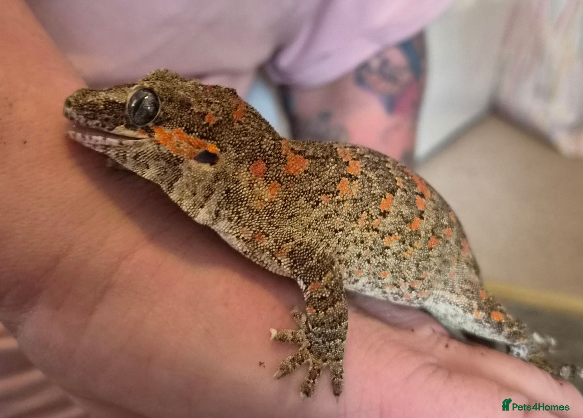 Gecko reptiles Gargoyle gecko orange blotched - Advert 1