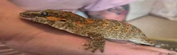 Gecko reptiles for sale: Gargoyle gecko orange blotched - Advert 3