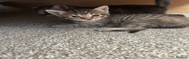 Maine Coon Kitten 1