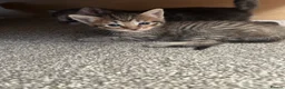 Maine Coon cats for sale:  Maine coone kittens (reduced) - Advert 39