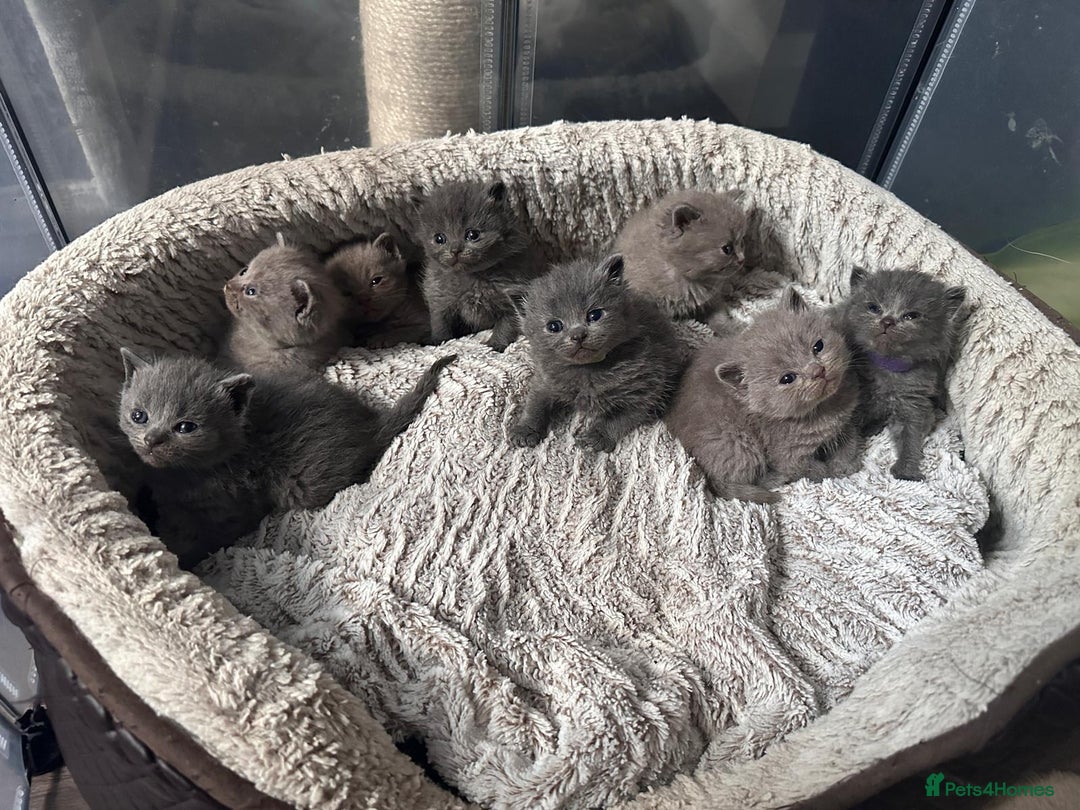British Shorthair cats for sale: British shorthair and longhair  - Image 6