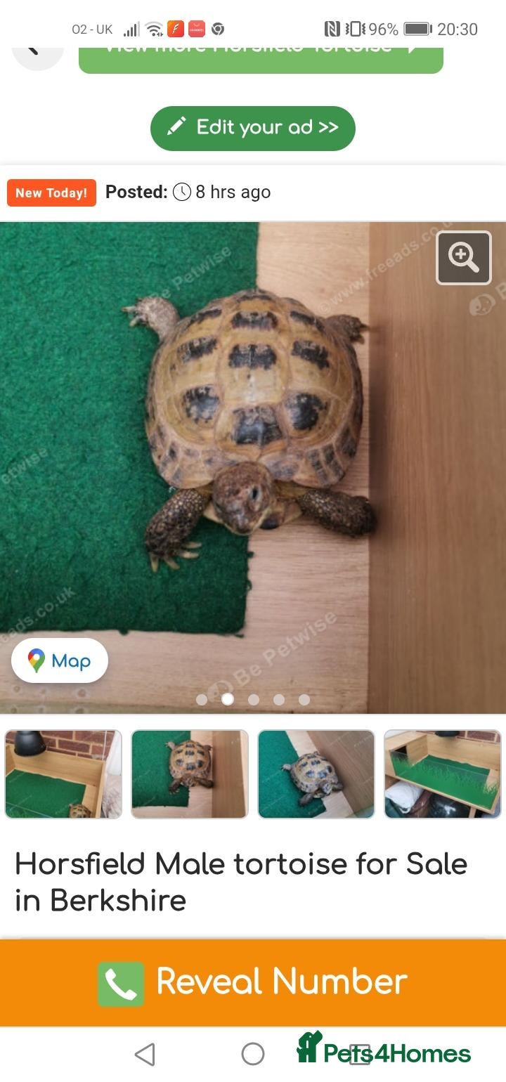 Tortoise reptiles Male Horsfield Tortoise  - Advert 2