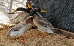 Ducks poultry for sale: Indian runner drakes - Image 2