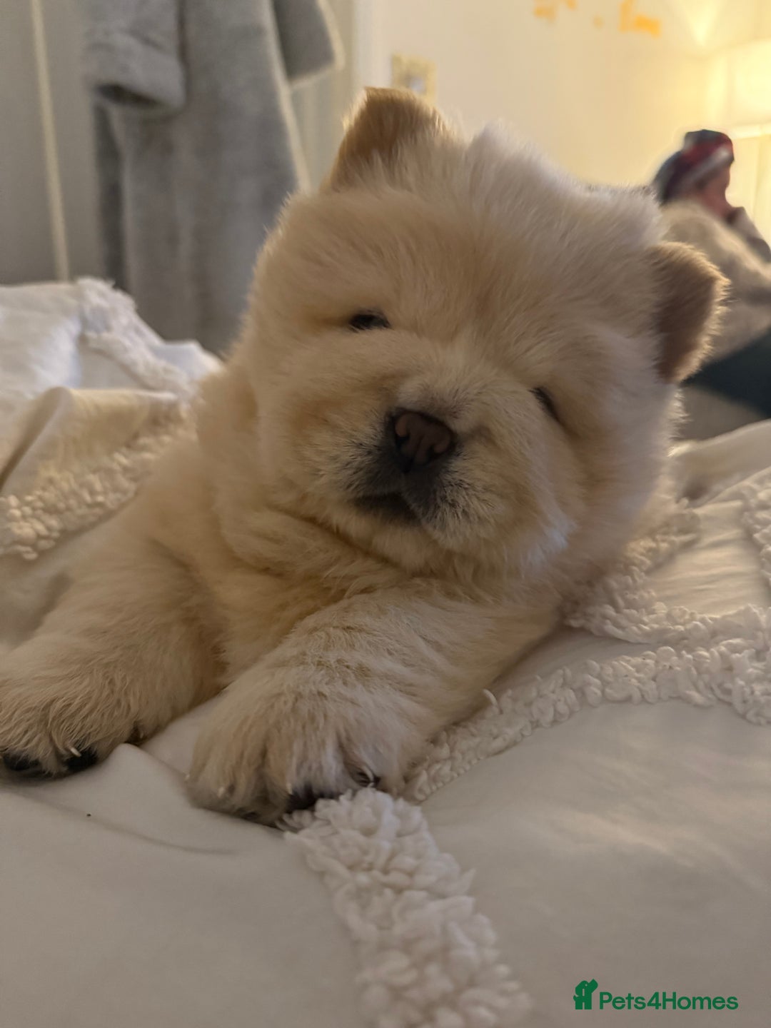 Chow Chow dogs for sale: Four Luxury Female ChowChows🐾 - Advert 3