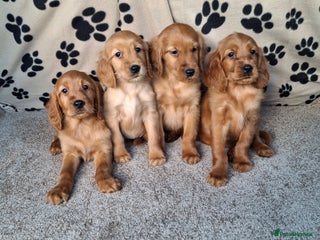 Mixed Breed dogs Beautiful golden irish puppies. - Advert 8