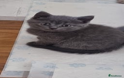 Scottish Fold cats for sale: Ready for new home 😻 - Image 2