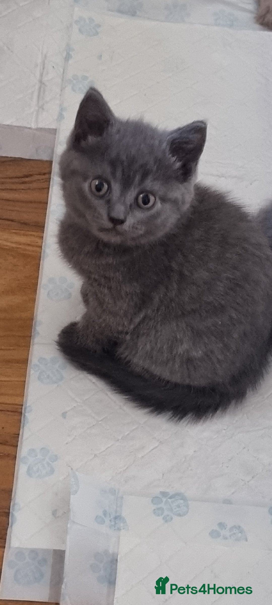 Scottish Fold cats for sale: Ready for new home 😻 - Image 2