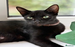 Mixed Breed cats for sale: Little kittens  - Image 5