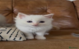 Ragdoll cats for sale: Stunning Ragdoll Kittens Flame/Blue/Seal - Image 8
