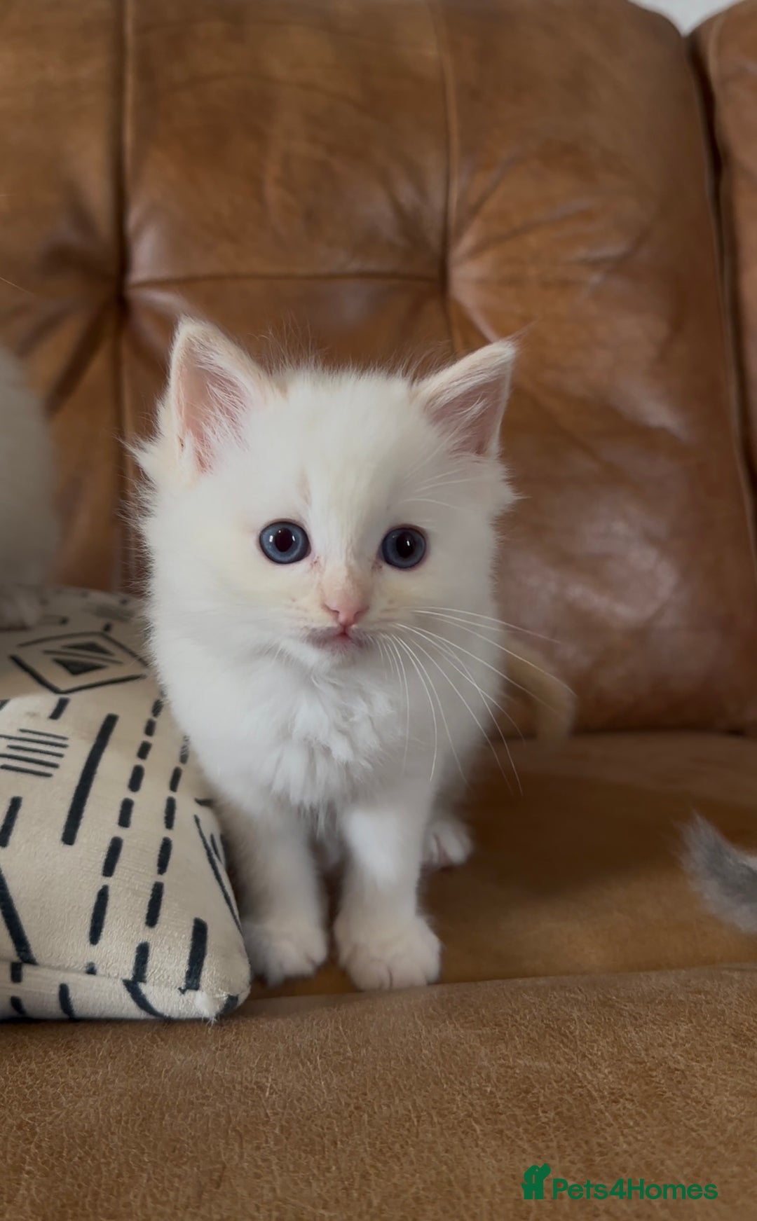 Ragdoll cats for sale: Stunning Ragdoll Kittens Flame/Blue/Seal - Image 8