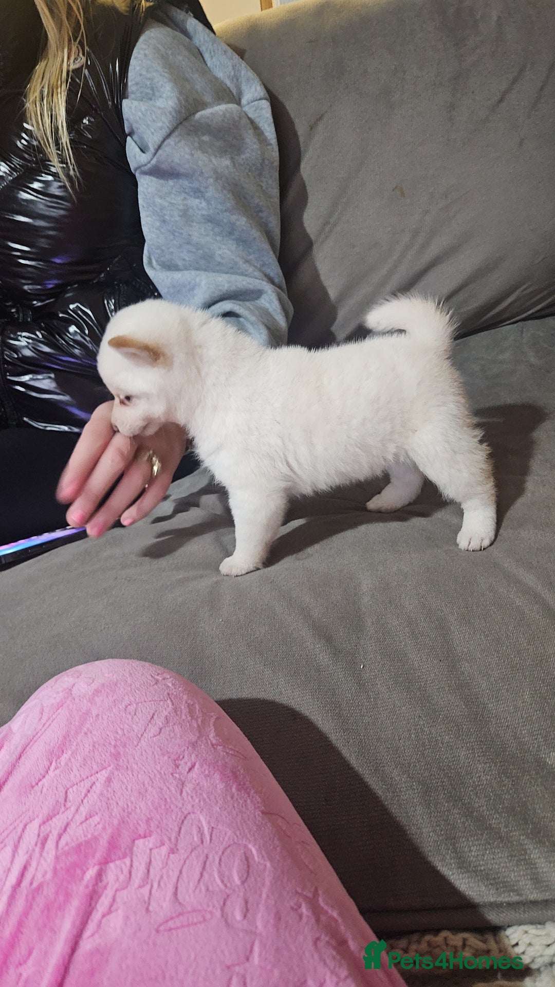 Japanese Shiba Inu dogs for sale: Japanese shiba Inu Puppy  - Advert 13