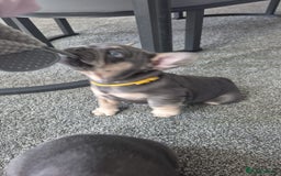 French Bulldog dogs for sale: French bulldog puppies  - Image 3