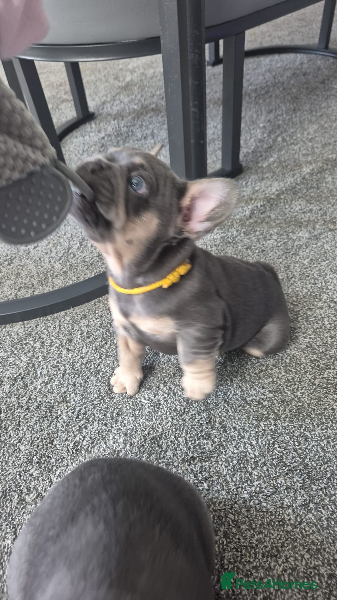 French Bulldog dogs for sale: French bulldog puppies  - Image 3