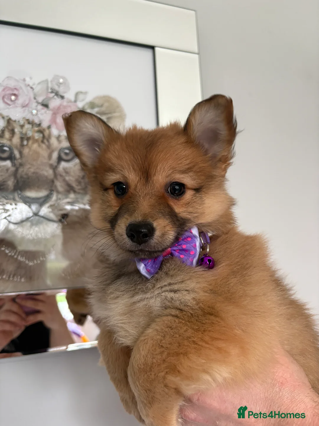 Mixed Breed dogs for sale: Italian volpino x deer head chihuahua puppies  - Advert 23