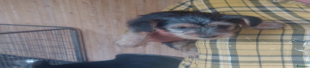 Mixed Breed Puppy 2