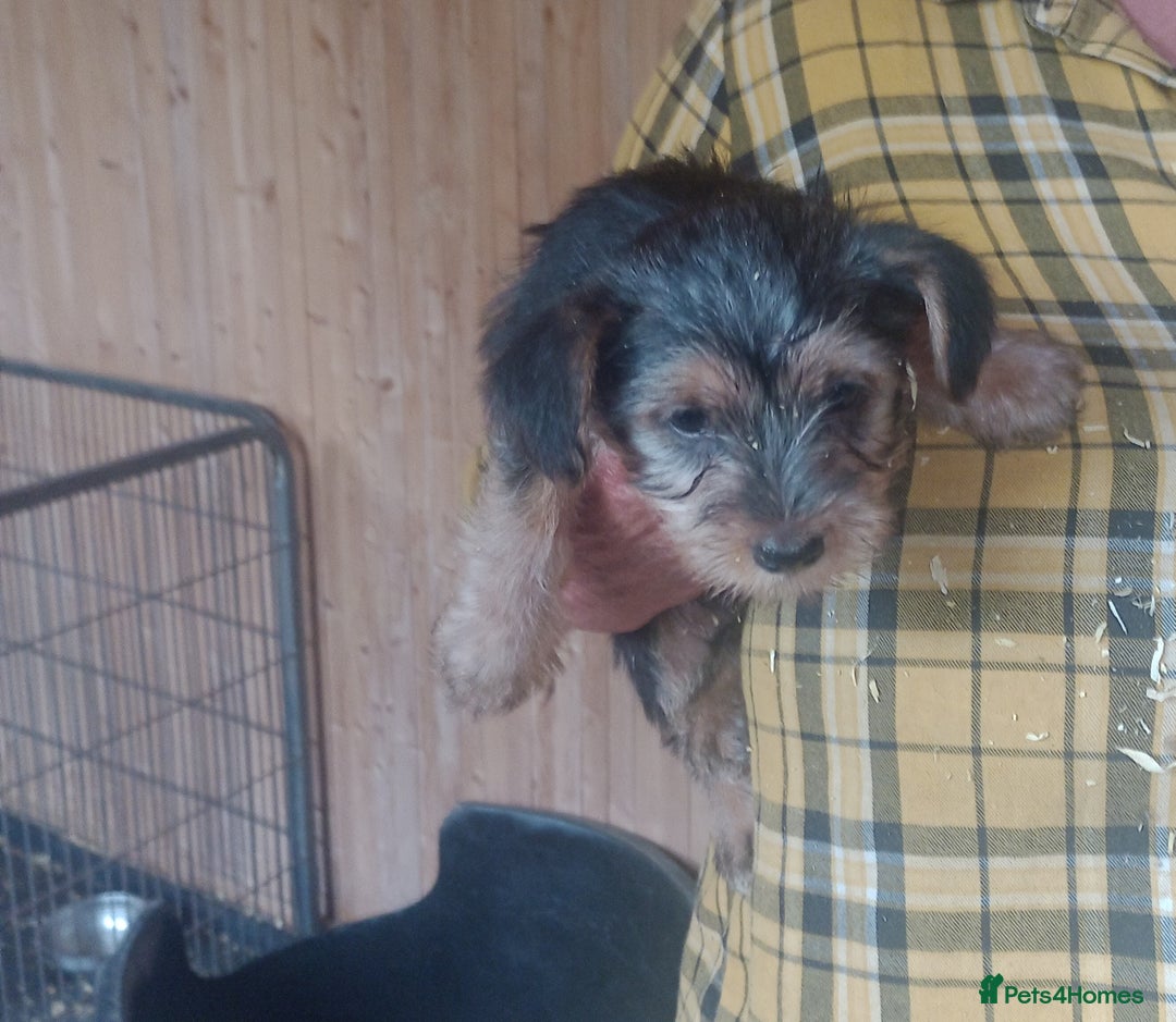 Mixed Breed dogs for sale: Sausage dog x Yorkshire Terrier - Image 3