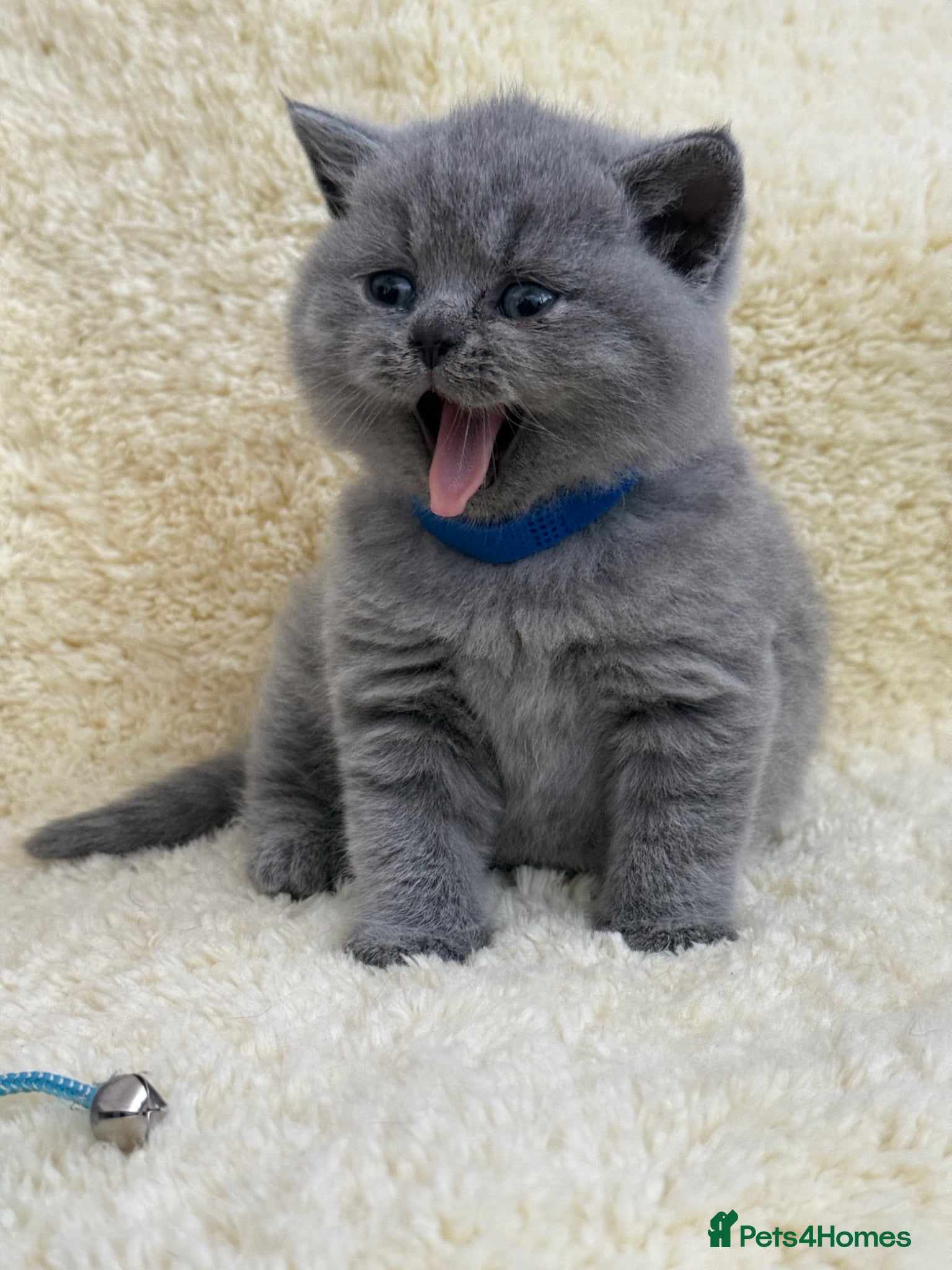 British Shorthair cats British shorthair kittens 💕💙💕 - Advert 1