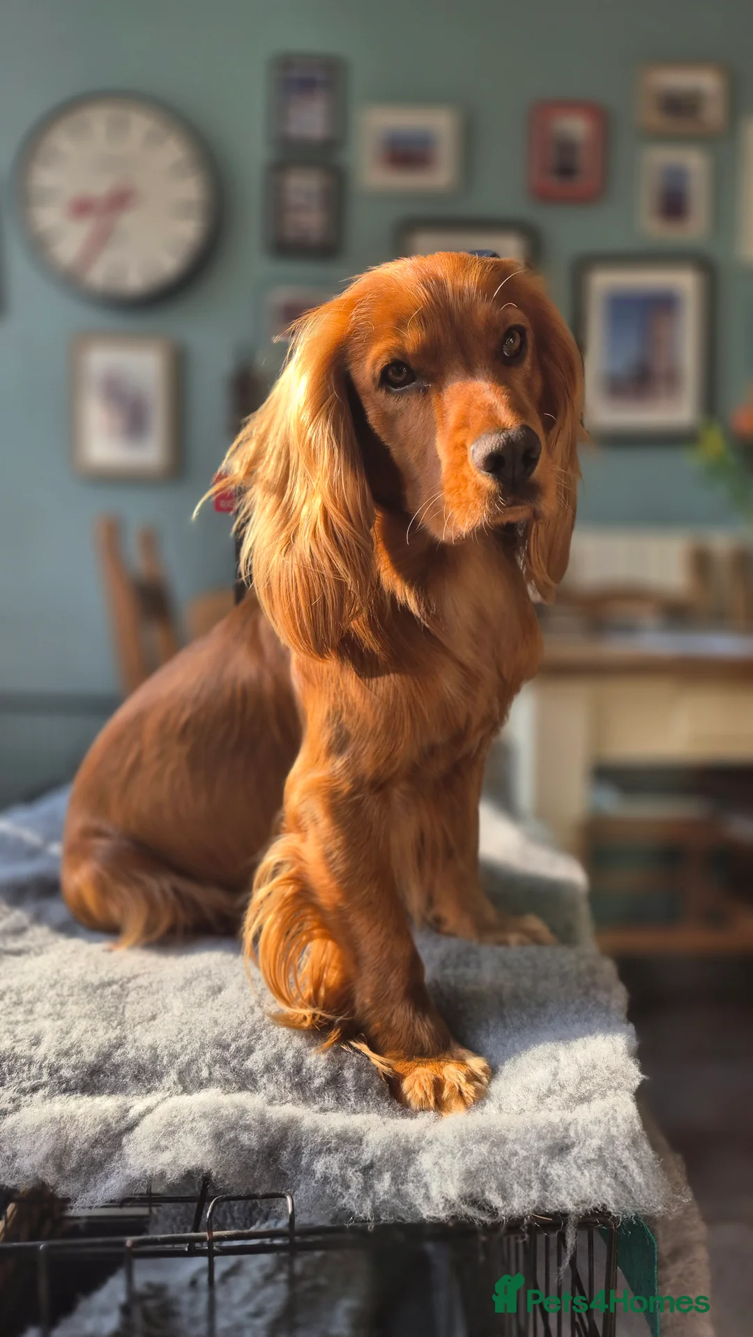 Cocker Spaniel dogs for stud: Red Working Cocker Spaniel KC and Health Tested in Shrewsbury - Advert 2