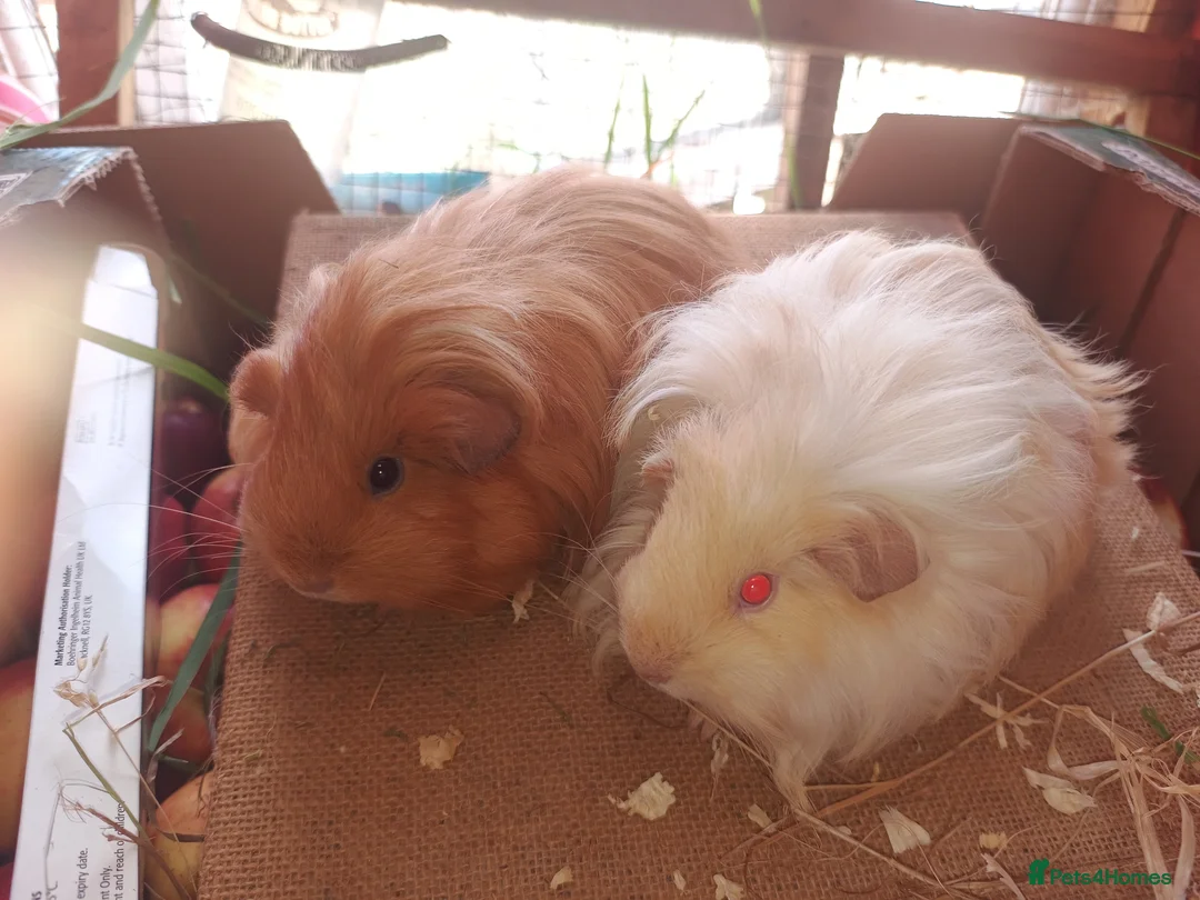 Guinea Pig rodents for sale: A selection of purebred longhaired sows - Advert 1