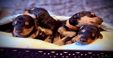 Airedale Terrier dogs - Advert 7