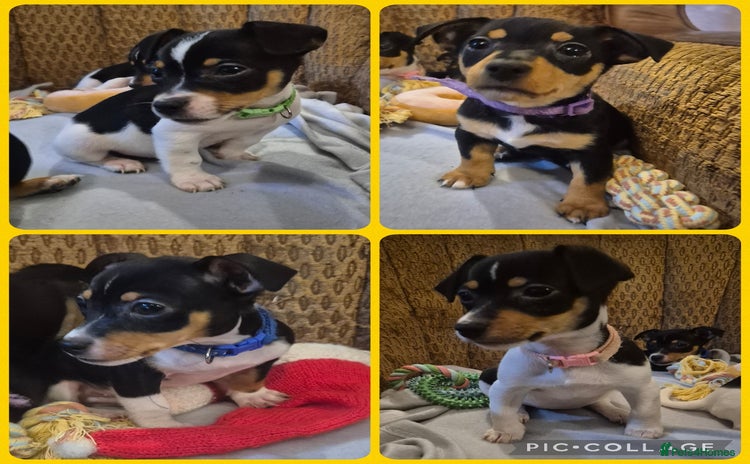 Jack Russell dogs - Advert 1