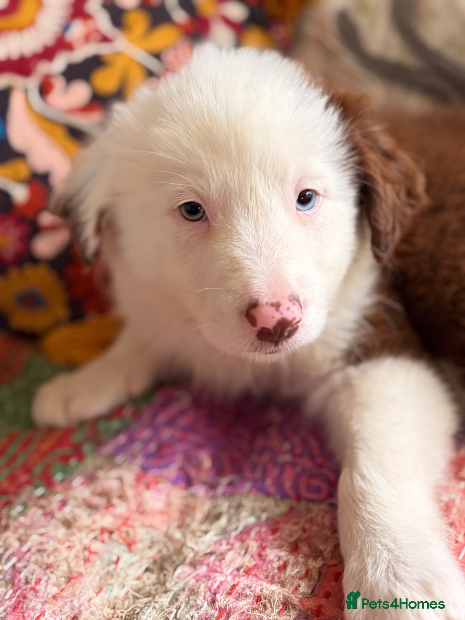 Border Collie dogs BEAUTIFUL BC PUPS, HEALTH TESTED CLEAR PARENTS  - Advert 1