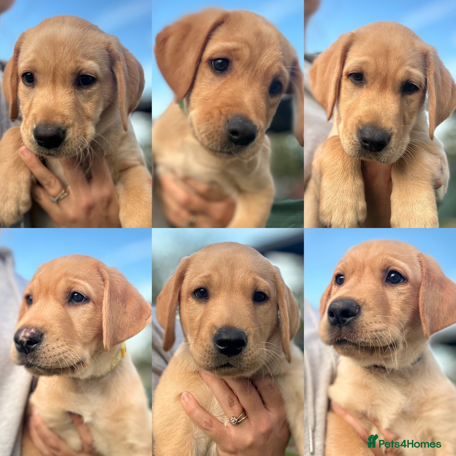 Labrador Retriever dogs Beautiful fox red labrador puppies - Advert 1