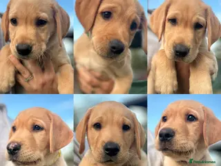 Labrador Retriever dogs Beautiful fox red labrador puppies - Advert 1