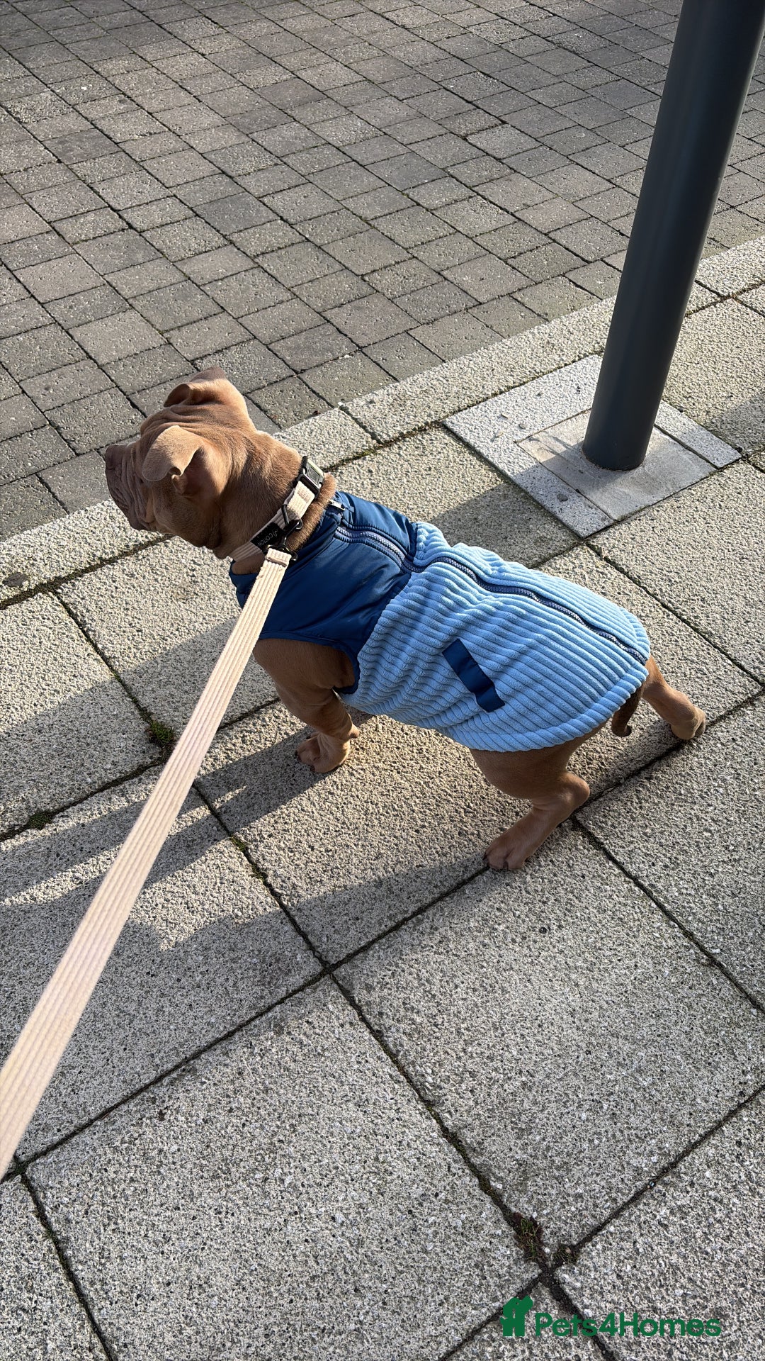 American Bully dogs for sale: Pocket American bully  - Advert 10