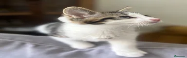 Grey and white Tabby boy 