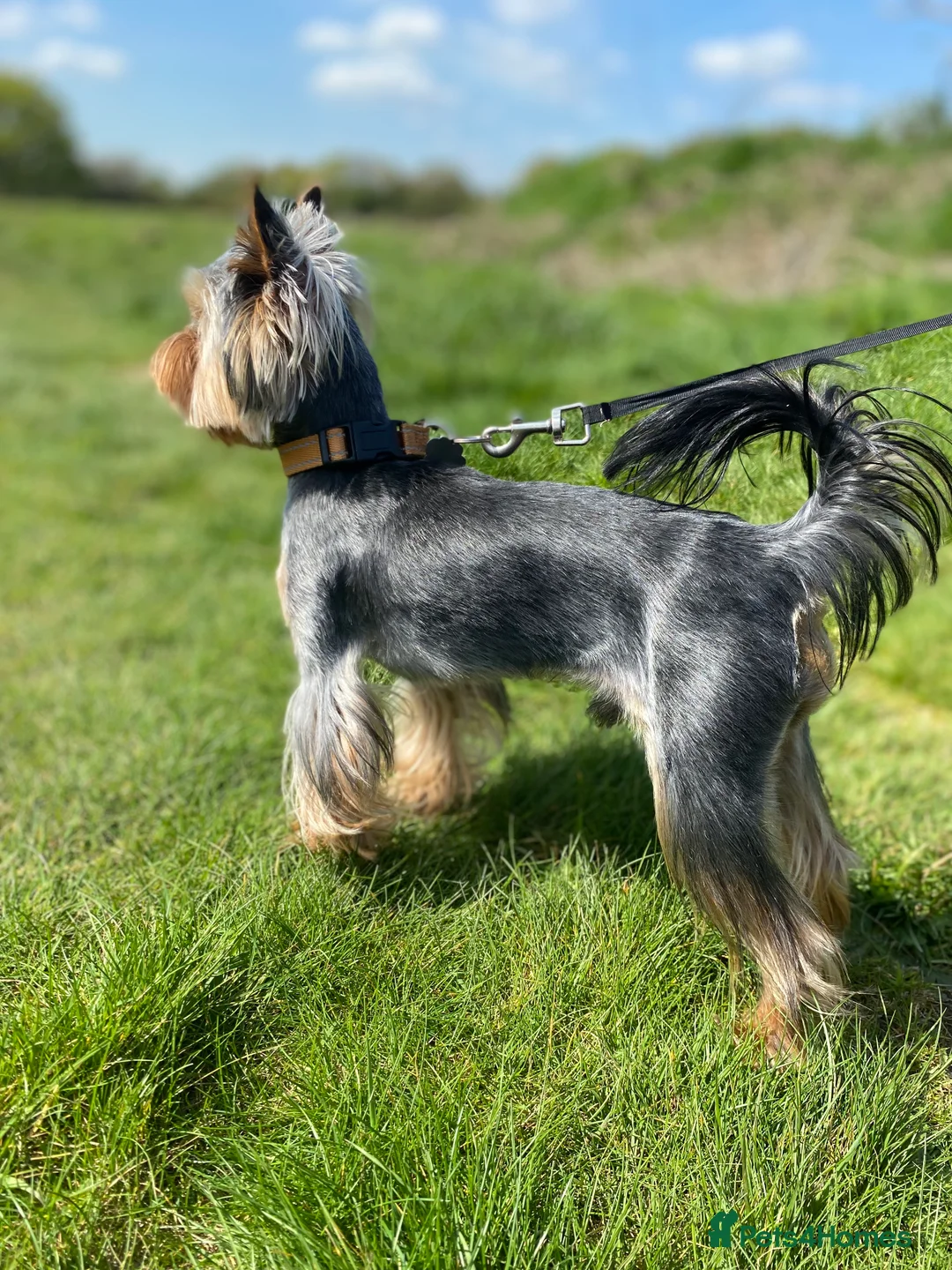 Yorkshire Terrier dogs for stud: Miniature Yorkshire Terrier Dog for Stud £200 in Mitcham - Advert 4