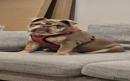 English Bulldog dogs for sale: Bulldog margo looking for loving new home - Image 1