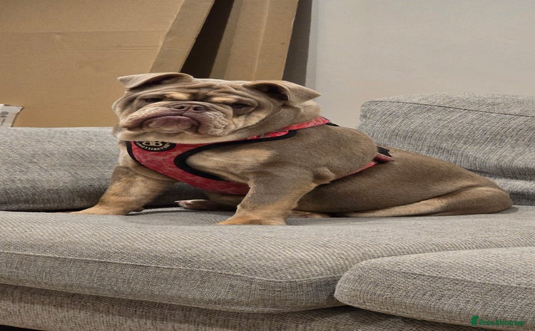 English Bulldog dogs - Advert 20