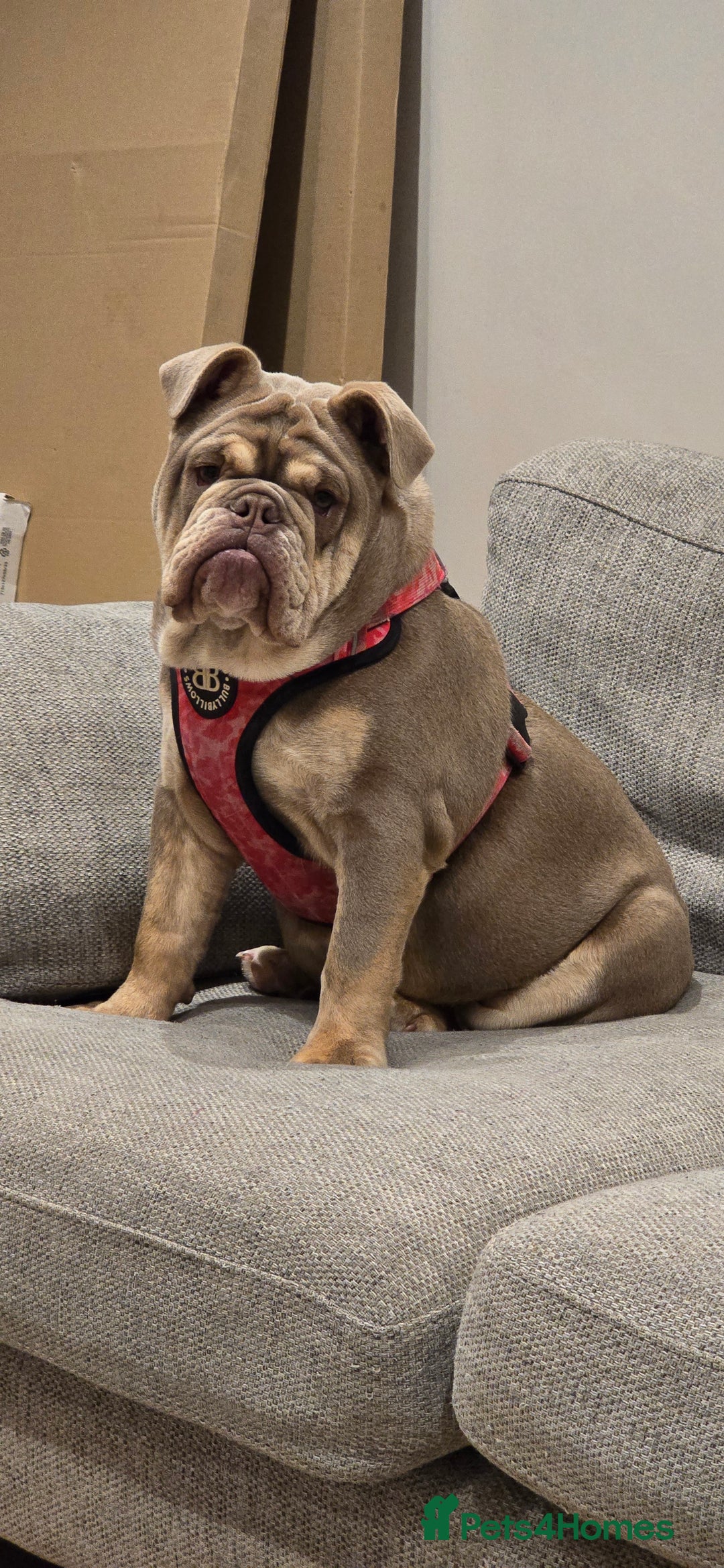 English Bulldog dogs for sale: Bulldog margo looking for loving new home - Image 1