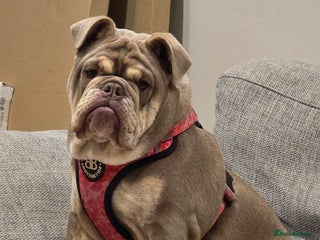 English Bulldog dogs for sale - Advert 1