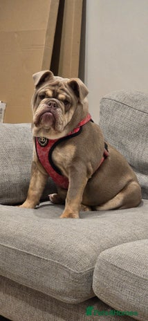 English Bulldog dogs - Advert 1