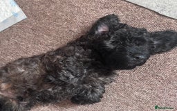 Yorkiepoo dogs for sale: Beautiful yorkipoo puppies - Image 34