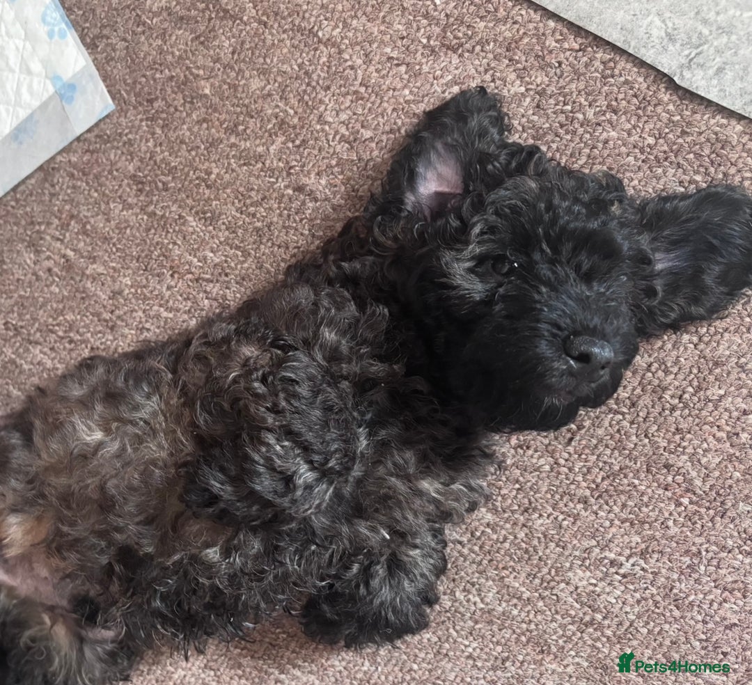 Yorkiepoo dogs for sale: Beautiful yorkipoo puppies - Image 34