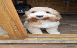 Cocker Spaniel dogs for stud: Hip0/0 Elbow 0/0 🌟Australian Labradoodle  - Advert 30