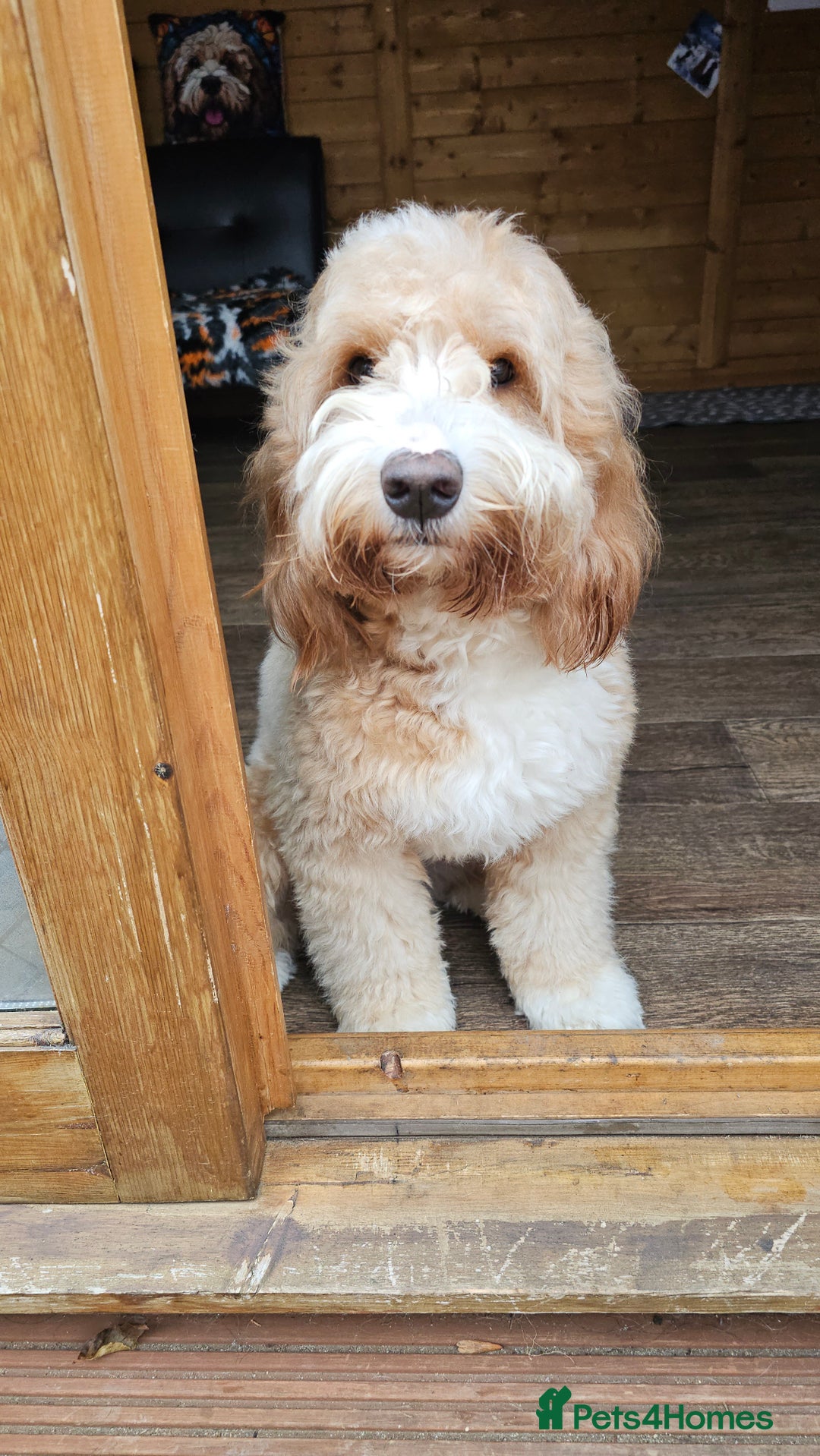 Cocker Spaniel dogs for stud: Hip0/0 Elbow 0/0 🌟Australian Labradoodle  - Advert 30