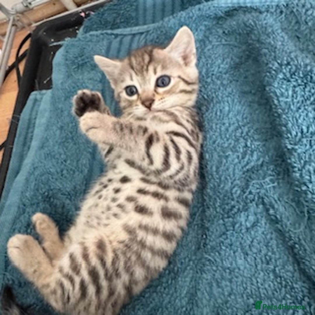 Bengal cats for sale: 4 Gorgeous Bengal Babies - Image 4