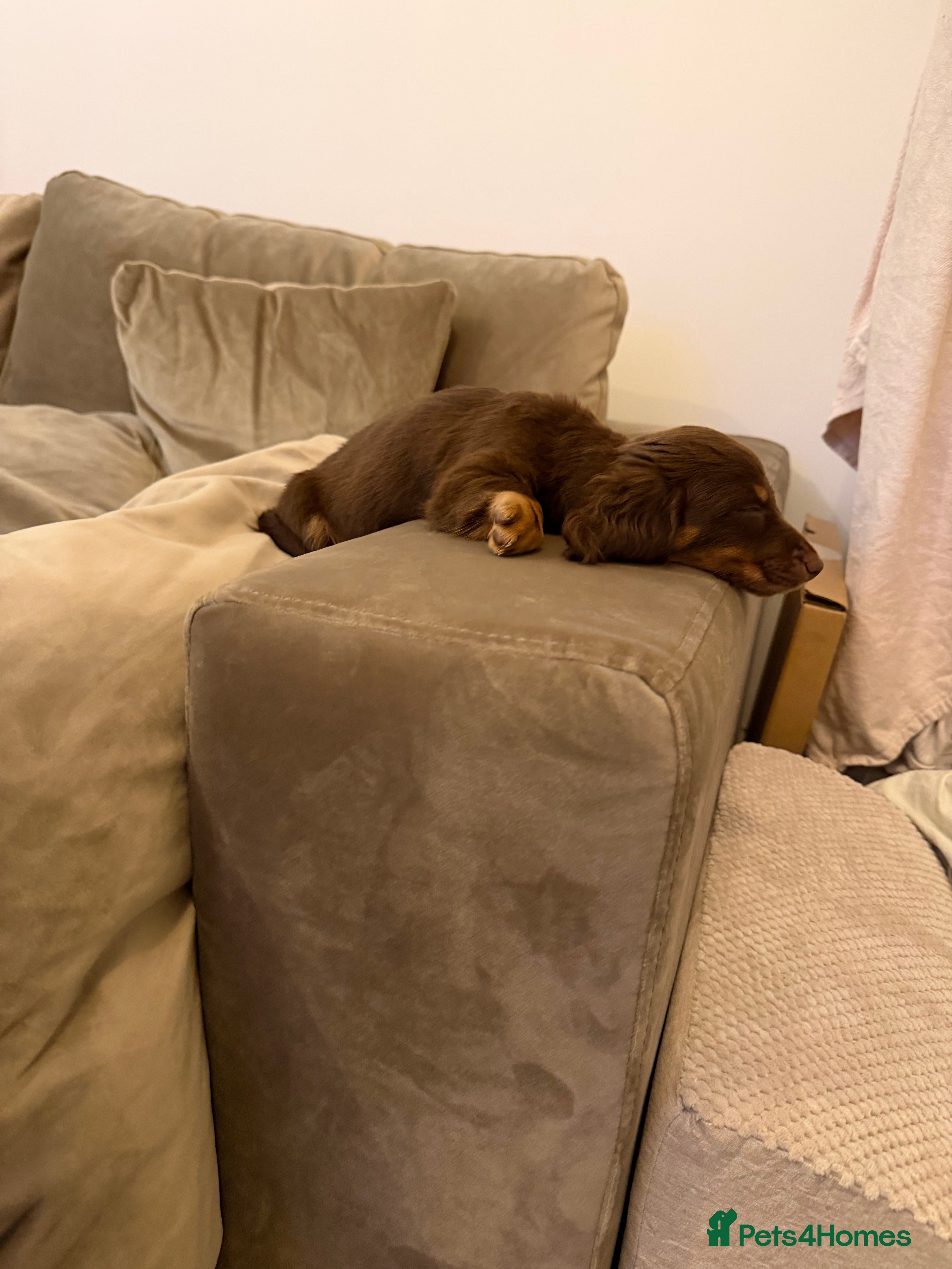 Miniature Dachshund dogs Beautiful KC Registered Miniature Dachshund Puppy - Advert 7